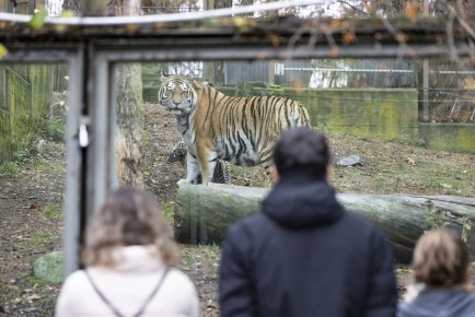 People looking at the Amur tigress and cubs