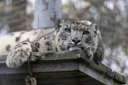Snow leopard (male)