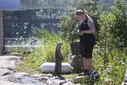 Zookeeper feeding the otter