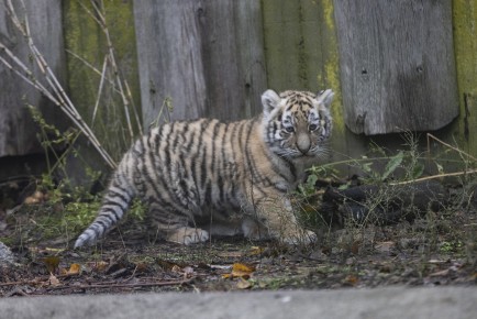 Amur tiger cub (male)