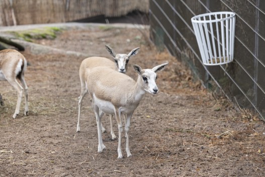 Goitered gazelles (female)