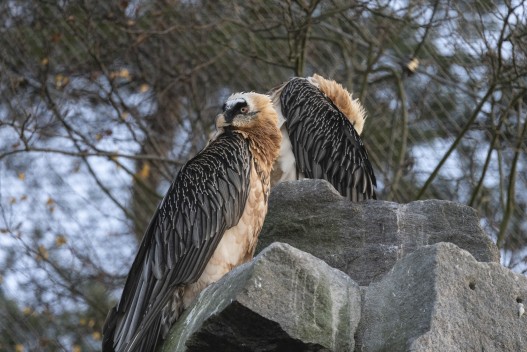 Bearded vultures