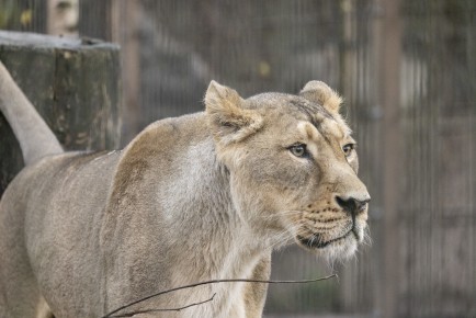Asiatic lion (female)