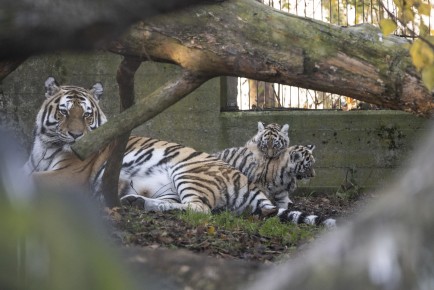 Amur tigress with two of her cubs