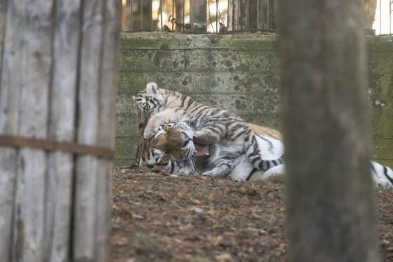 Amur tiger cub playing with her mother