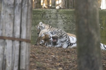 Amur tiger cub playing with her mother