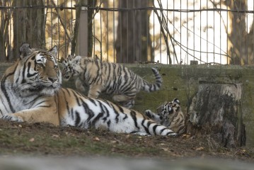Amur tigress with two of her cubs