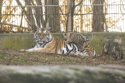 Amur tigress with one of her cubs