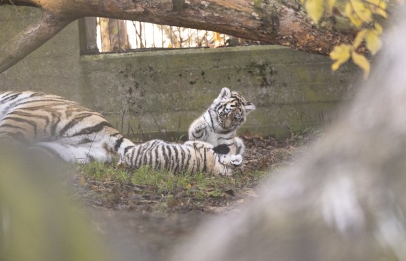 Amur tiger cub playing together