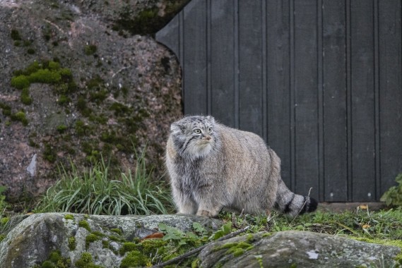 Pallas's cat (female)