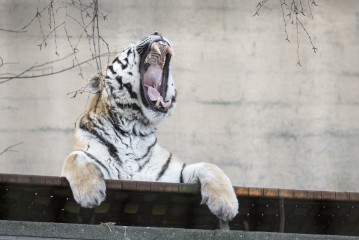 Amur tiger (male) yawning