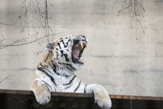 Amur tiger (male) yawning