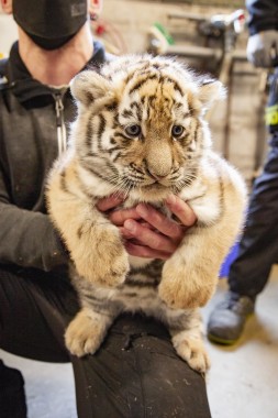Tiger cubs being vaccinated (Oboi, male)