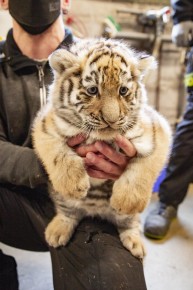 Tiger cubs being vaccinated (Oboi, male)