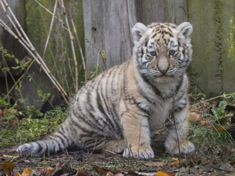 Amur tiger cub "Oboi" (male)