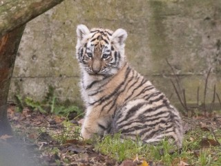 Amur tiger cub "Ohana" (female)
