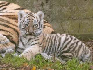 Amur tiger cub "Odeya" (female)