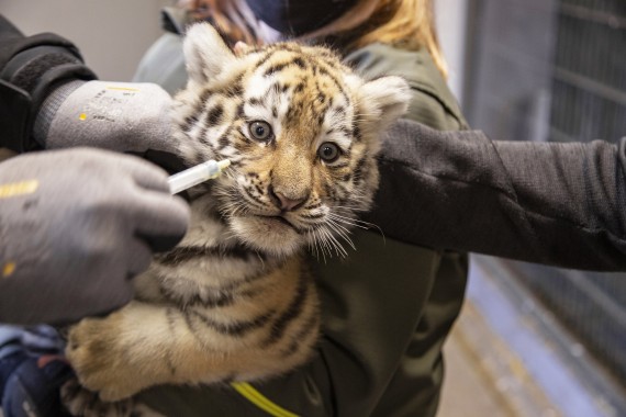 Tiger cubs being vaccinated (Ohana, female)
