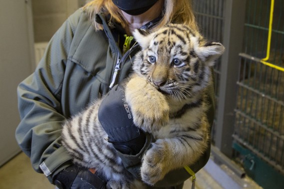 Tiger cubs being vaccinated (Ohana, female)