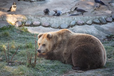 Sleepy bears waiting for winter