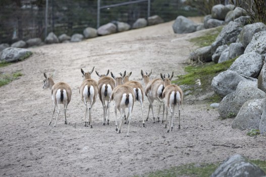 Goitered gazelles
