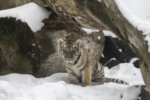 Amur tiger cub "Oboi"