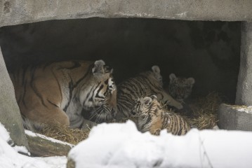 Amur tiger Sibiri with her cubs