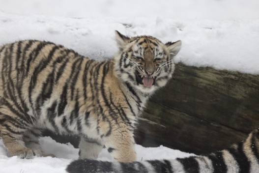 Amur tiger cub showing Flehmen's response