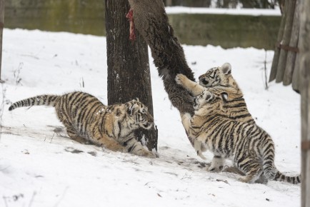 Amur tiger cubs playing with food