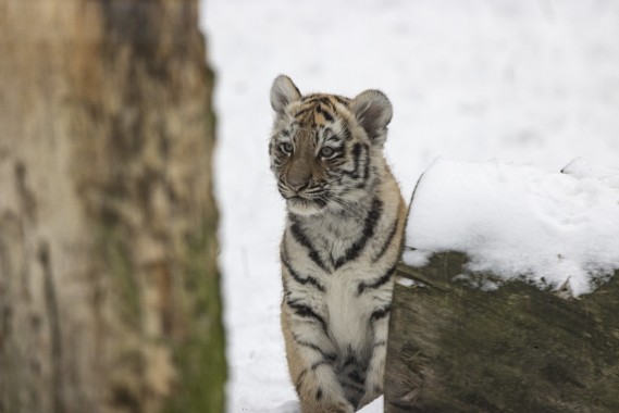Amur tiger cub "Odeya"