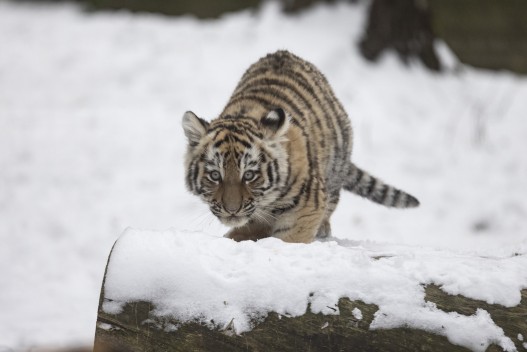 Amur tiger cub "Ohana"