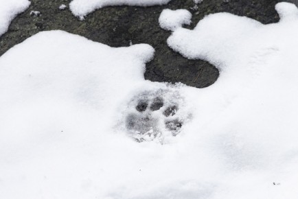 Snow leopard's pawprint on snow