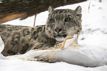 Snow leopard (male) with scent enrichment