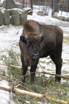 European bison (young female)