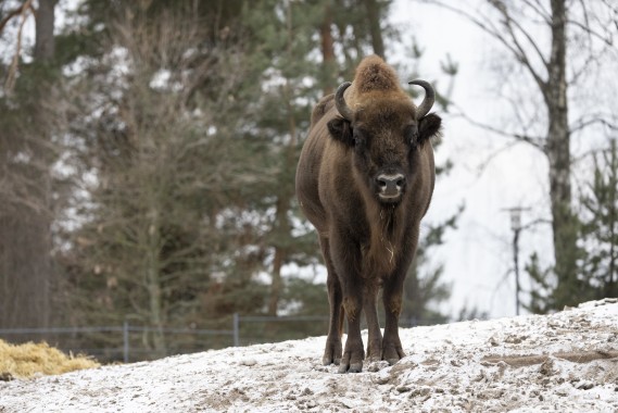European bison (female)
