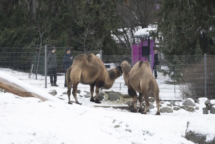 Domestic Bactrian camels