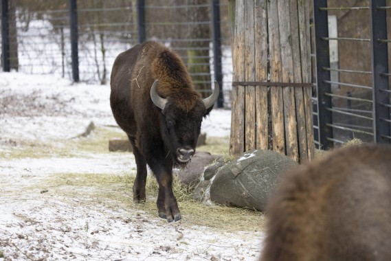 European bison (young male)