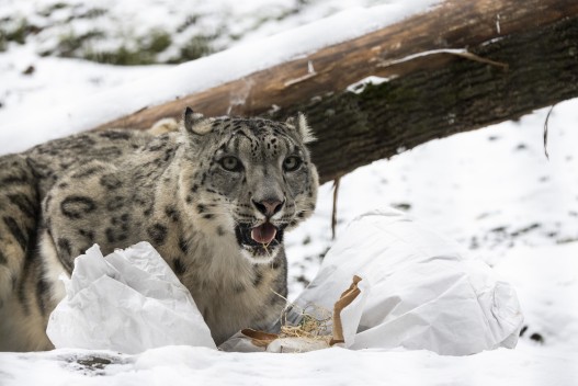 Snow leopard (male) with scent enrichment