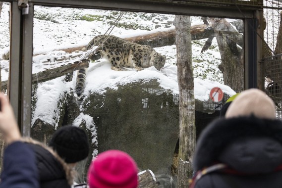 People watching Snow leopard (male) with scent enrichment