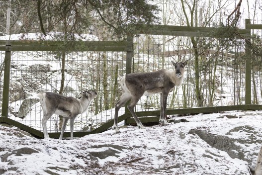 European forest reindeer (adult female and male calf)