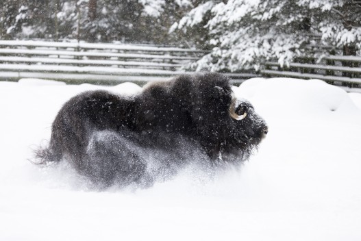 Musk ox (female) running in snow