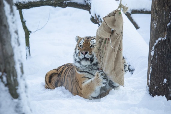Tiger male Tamur and his bag of food