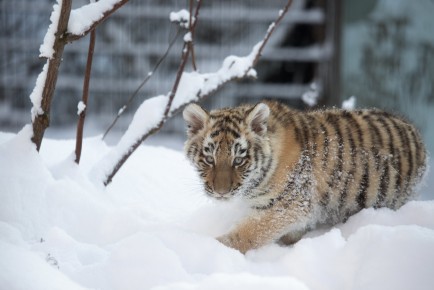 Tiger cubs playing in the snow