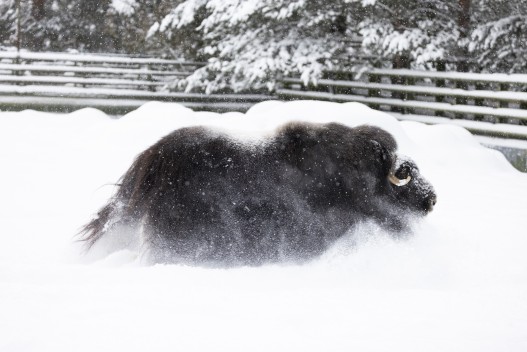 Musk ox (female) running in snow
