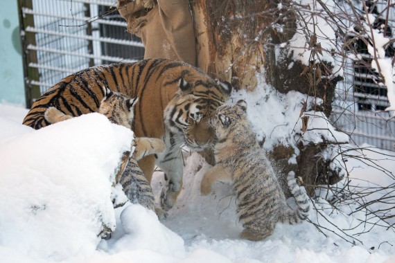 Tiger cubs playing in the snow
