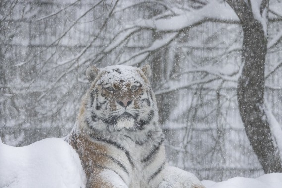 Amur tiger (male) during a blizzard