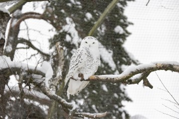 Snowy owl (young female)