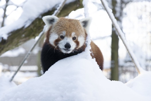 Red panda (male)