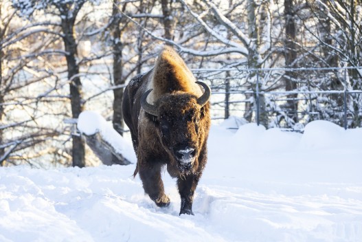 European bison (male)