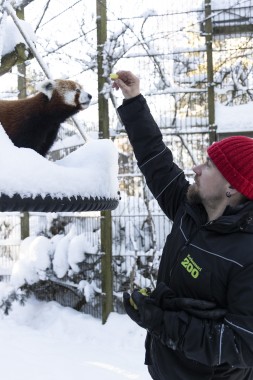 Zookeeper giving grapes to the red panda